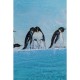 Quadro com Moldura Walking Penguins 140x140 cm
