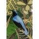 Quadro com Moldura Birds in Jungle 80x100 cm