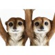 Mesa de Apoio Animal Meerkat Sisters Ø33cm-79748 (3)