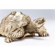 Peça Decorativa Turtle Gold Small