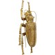 60490.JPG - Decoração de Parede Longicorn Beetle Gold