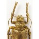 Decoração de Parede Longicorn Beetle Gold-60490 (3)