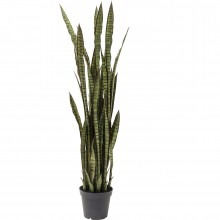 Planta decorativa Sansewieria 155cm