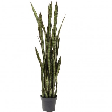 Planta decorativa Sansewieria 155cm