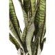 Planta decorativa Sansewieria 155cm