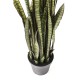 Planta decorativa Sansewieria 155cm