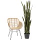 Planta decorativa Sansewieria 155cm