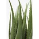 60724.JPG - Planta decorativa Aloe 69cm