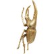 Decoração de Parede Herkules Beetle Gold-60491 (5)