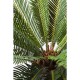 Planta decorativa Cycas Tree 78cm