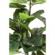 60723.JPG - Planta decorativa Fiddle Leaf 120cm