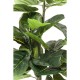 60723.JPG - Planta decorativa Fiddle Leaf 120cm