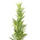 Planta decorativa Bamboo Tree 200cm