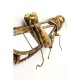 Decoração de Parede Grasshopper-51222 (3)