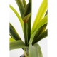 51681.JPG - Planta decorativa Amaryllis Branco 78cm