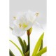 Planta decorativa Amaryllis Branco 78cm-51681 (4)