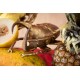 Decoração de Parede Atlas Beetle Gold-60489 (5)