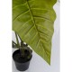 Planta Decorativa Taro 180cm