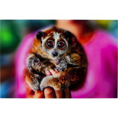 Quadro Vidro Slow Loris 80x120cm