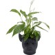 Vaso de plantas Decorativo Bulldog Preto