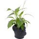 Vaso de plantas Decorativo Bulldog Preto