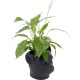 Vaso de plantas Decorativo Bulldog Preto