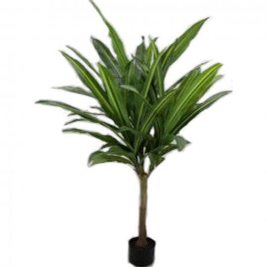 Planta decorativa Dracaena Fragrans 180cm